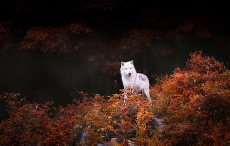 Wolf In Autumn Wallpapers Wallpaper Cave