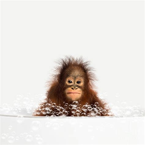 Baby Monkey In Bathtub Monkey Taking A Bath Monkey Bathing Bathtub