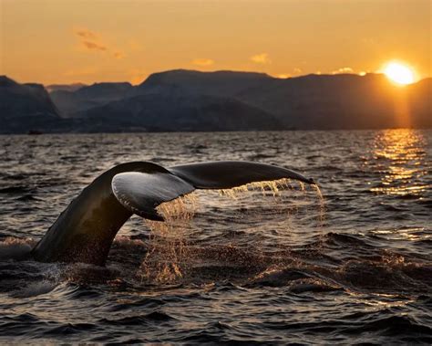 Best Time For Whale Safari In Norway Whale Watching Season The