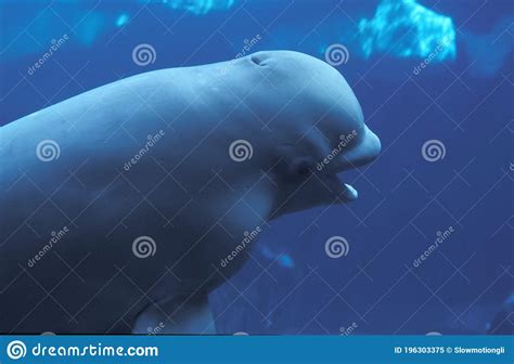 Beluga Whale Or White Whale Delphinapterus Leucas Adult Underwater View Stock Image Image