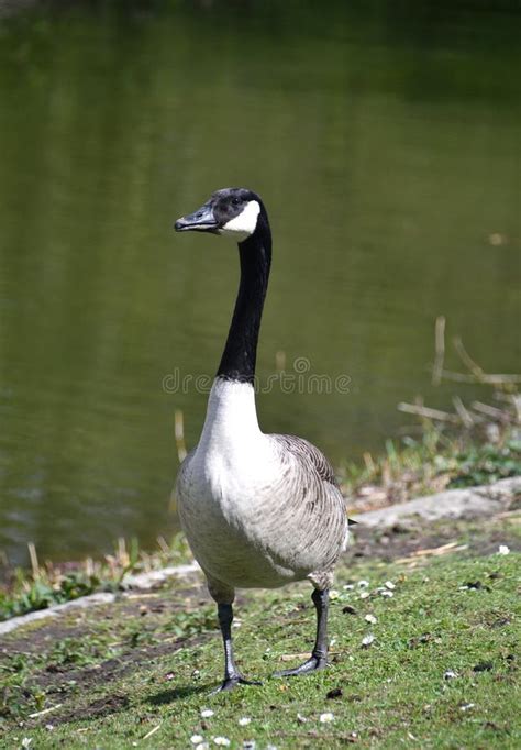 Canada Geese Stock Image Image Of Flock Standing Wild 71690325