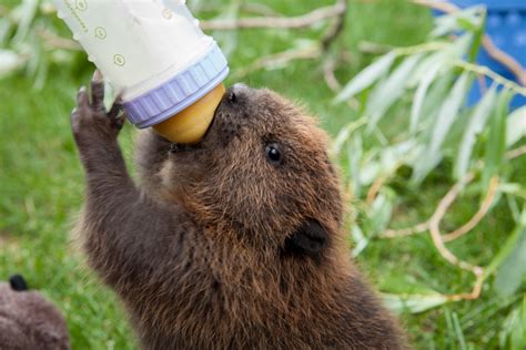 Beaver Education Outdoors