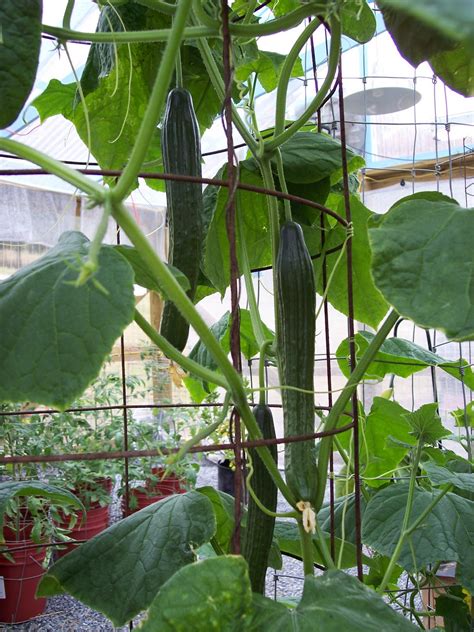 Telegraph Cucumbers Cucumber Plant Planting Vegetables Tropical Fruits