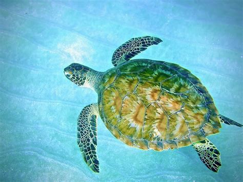 Caribbean Green Sea Turtle By Annette Kirchgessner In 2020 Green Sea
