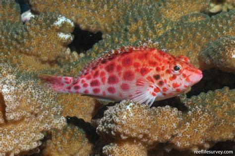 Cirrhitichthys Oxycephalus Spotted Hawkfish Reef Life Survey