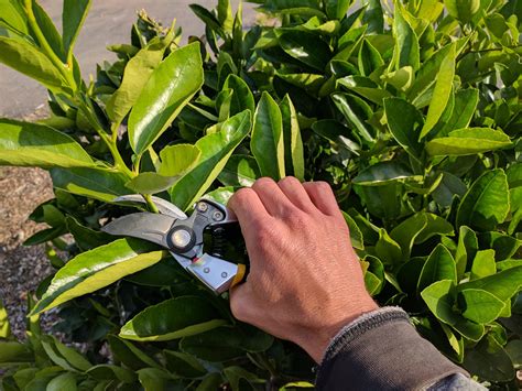 When And How To Prune Citrus Trees Greg Alders Yard Posts Southern