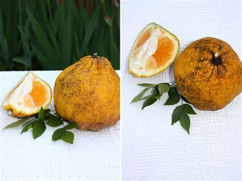 The inner fruit divided by segments, the segment cover with soft thin layer, it containing the pulp (little cones covered with a thinner layer). Ugli Fruit Margaritas - The Perfect Fruit for a Pitcher of ...