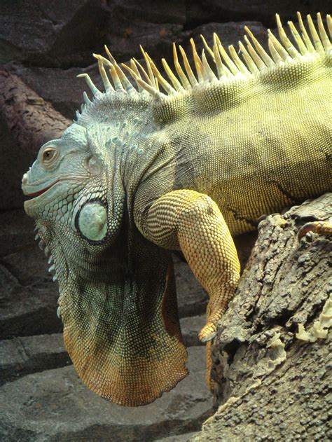 Fileaa Iguana Fot Ars Summum Wikimedia Commons