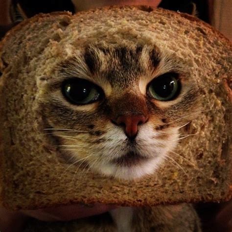 46 Best Breadcats Images On Pinterest Bread Breads And Sandwich Loaf