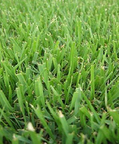 Zoysiagrass, often spelled zoysia grass, originated in japan and was brought to the u.s. Top 24 Zoysia Grass Seeds for 2020