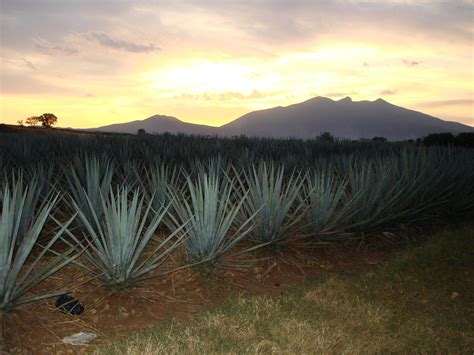 Agave Fields Fiesta Inn Agave Field Ranch Remodel Awsome Visiting