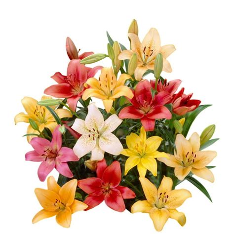Lilium La Hybrid And Asiatic Lily Mix Multi Color 12 Pack Plant Bulbs