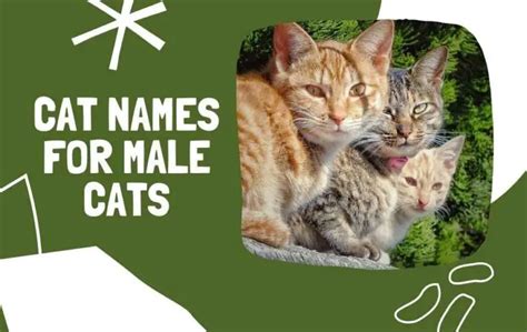 461 Cat Nameswith Meanings 2022 Male Female Zippy Pet
