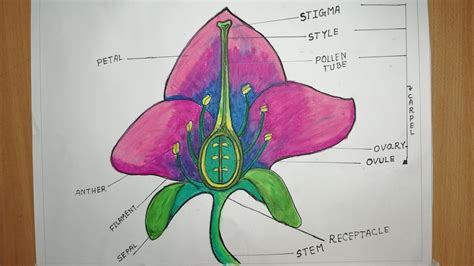 How To Draw And Label A Flower Longitudinal Section Of Flowers