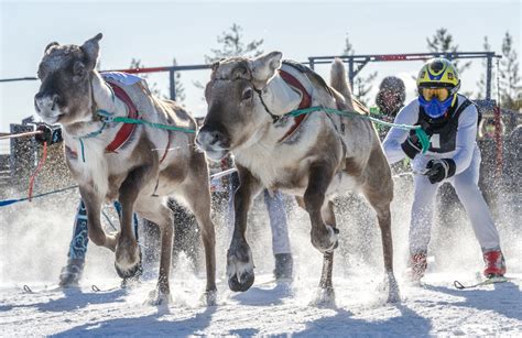Reindeer Race In Pello In Lapland Travel Pello Lapland Finland
