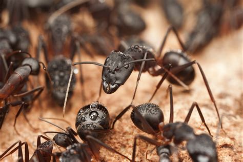 Ants Of Arizona Carpenter And Harvester Ants Phoenix