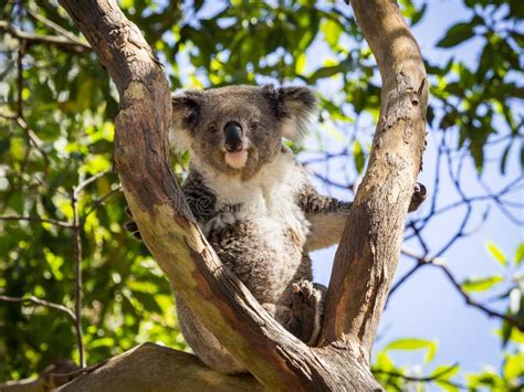 Close Up Of Koala Bear In Tree Stock Image Image Of Grey Portrait