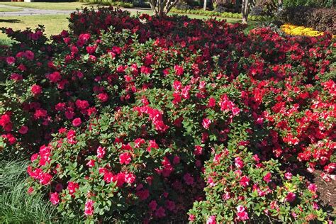 Plants For Dallas Blog Flowering Shrubs For Shade Partial Shade