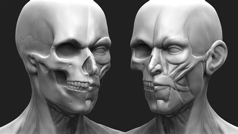 Human Head Anatomy 3d Print Model Cgtrader