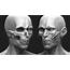 Human Head Anatomy 3D Print Model  CGTrader