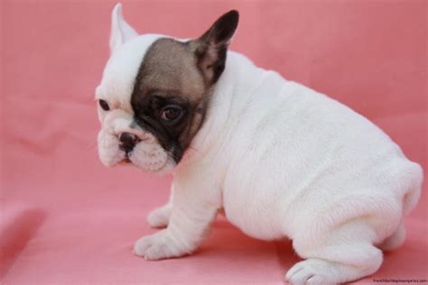 All our puppies have been family raised with lots of love and attention. French bulldog puppies | French Bulldog In Los Angeles