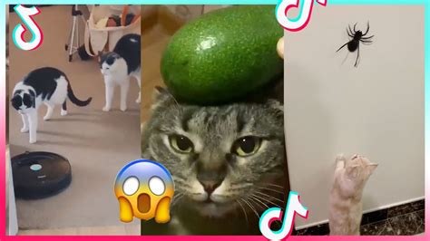 Try Not To Laugh Or Grin While Watching Funny Cats Compilation Youtube