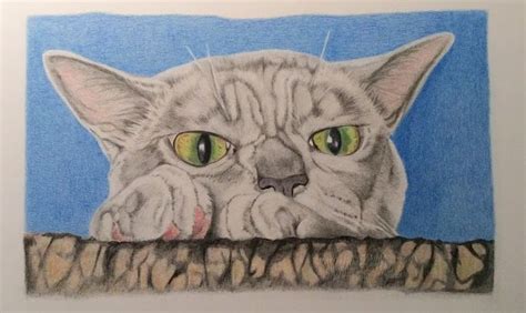 Burmese In Wait By Elizabeth Llewellyn 8x6 Faber Castell Coloured