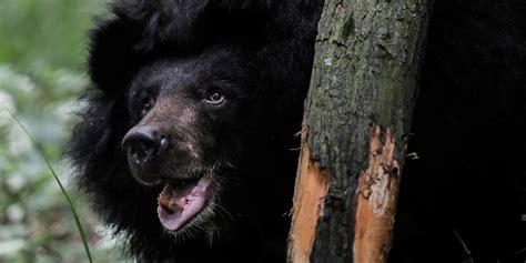 Moon Bears A Sanctuary To Save Them From Bile Farms Opens In Laos