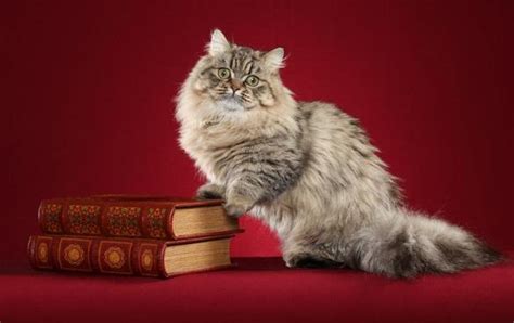 The Popular But Controversial Dwarf Cats