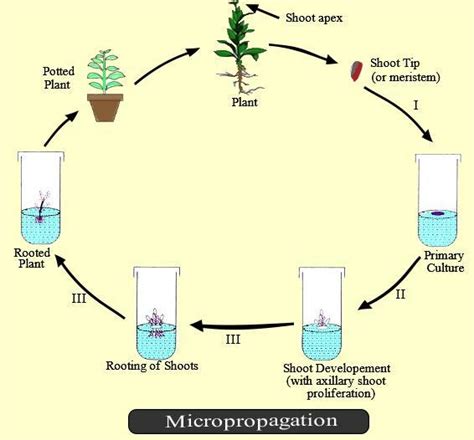 Micropropagation Is A Raising Of Plants From A Small Tissue In