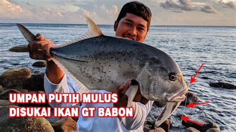 Pakai Umpan Putih Mulus Langsung Disambar Ikan Monster Penghuni Spot