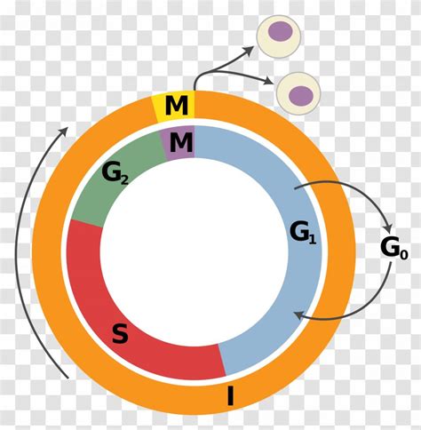 Cell Cycle Cell Division Interphase Mitosis Others Transparent