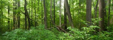 Goll Woods Nature Preserve Nature Scenic