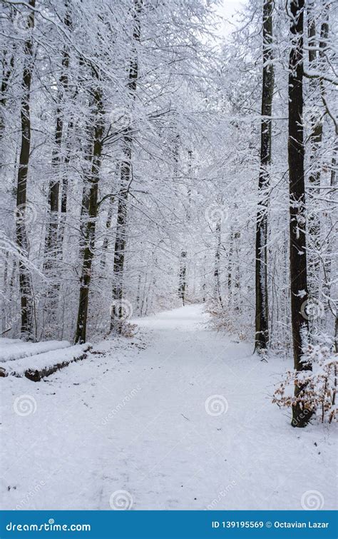 Winter Snowy Path Trail Through The Woods Stock Image Image Of Cold