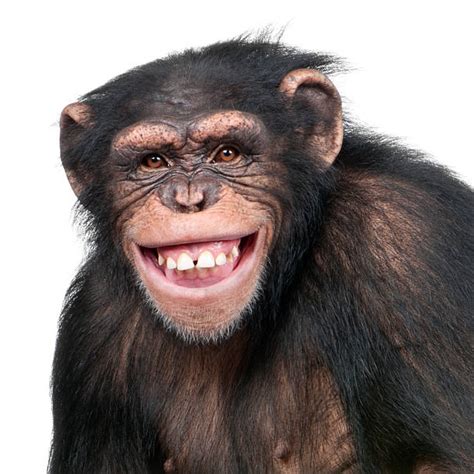 Chimpanzee Smiling Stock Photos Pictures And Royalty Free Images Istock