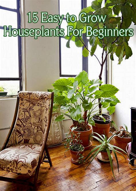 Quiet Corner15 Easy To Grow Houseplants For Beginners Quiet Corner