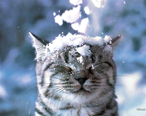 Cat In The Snow Wallpaper Cats Wallpaper 28363007 Fanpop