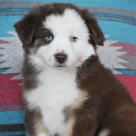 Please use the form below to contact cowboys australian shepherds if you have any questions. Curious Georgia Australian Shepherd Puppy 634509 | PuppySpot
