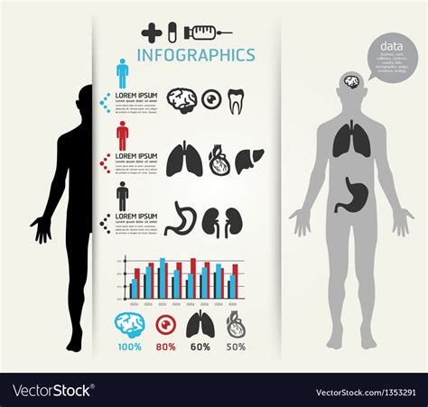 Infographic Human Body Royalty Free Vector Image