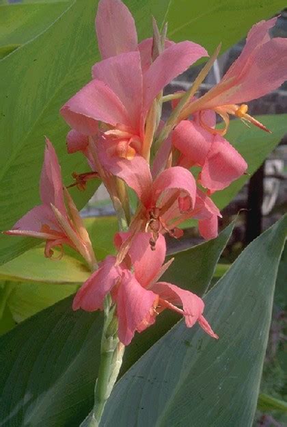 Longwood ‘erebus Canna Glauca Hybrid Moore Water Gardens