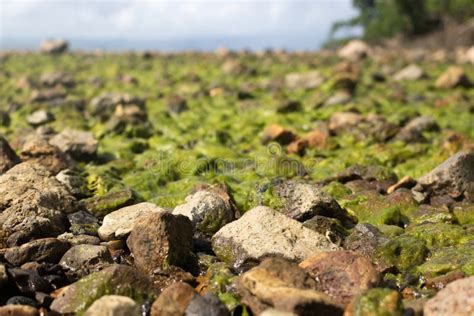 Algae Growing On Rocks At Low Tide In South Pacific Ocean Stock Photo