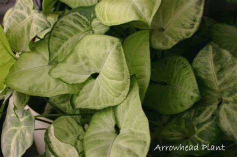 Arrowhead Plant Care How To Grow Syngonium Podophyllum Indoors
