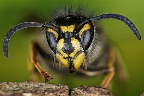 Just Like Bees Wasps Are Valuable For Ecosystems Economy And Human Health