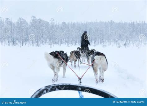 Sled Dogs Running And Pulling A Sled On A White Winter Day Editorial