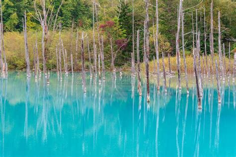 Blue Pond In Biei Hokkaido Japan Stock Photo Image Of Japanese