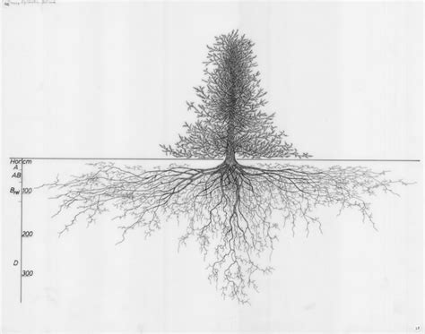 Tree Root System Drawings