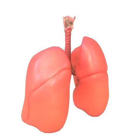 3d Model Lungs Human Smoker Vs Non Smoker Vr Ar Low Poly Cgtrader