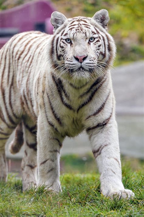 White Tiger Tiger Big Cat Predator Wildlife Hd Phone Wallpaper