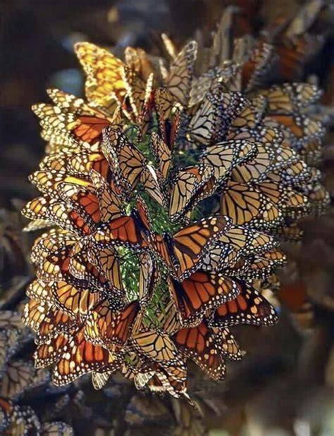 Please Look At This Kaleidoscope Of Butterflies Look At It