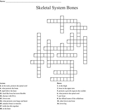 We have 1 possible answer for the clue bones, in anatomy which appears 2 times in our database. Muscle Anatomy Crossword